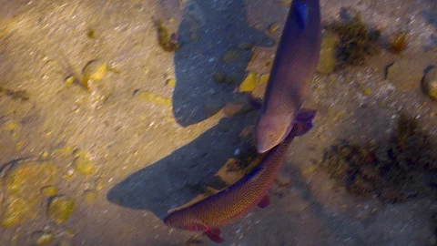 Salmon trout in a river Video stock 112029561