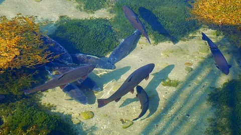 Salmon trout in a river Video stock 112029596