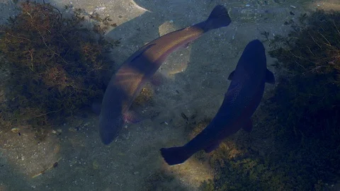 Salmon trout in a river Stock Footage 112029627