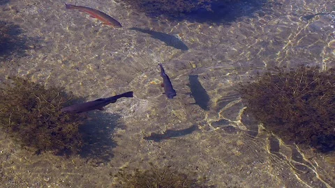 Salmon trout in a river Video stock 112029651