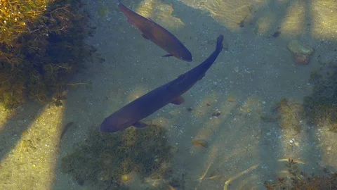 Salmon trout in a river Video stock 112029668