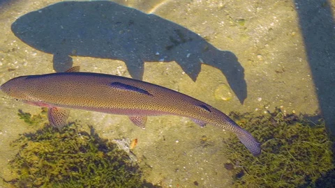 Salmon trout in a river Video stock 112029788