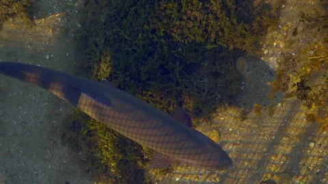 Salmon trout in a river Stock Footage 112030002