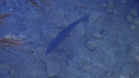 Salmon trout in a river Video stock 112030064