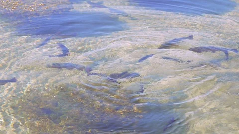 Salmon trout in a river Video stock 112030131