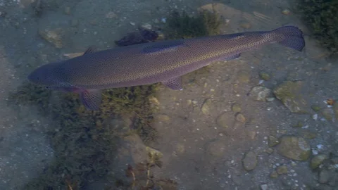 Salmon trout in a river Video stock 112030178