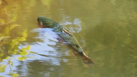 Salmon trout in a river. Stock Footage 115424162