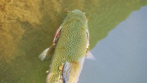 Salmon trout in a river. Stock Footage 115424203