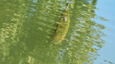 Salmon trout in a river. Stock Footage 115424398