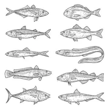 Salmon, tuna, mackerel, carp, cod fish sketches Stock Illustration