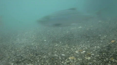 Salmon under water Vídeo Stock 848193