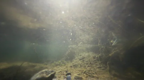 Salmon under water Video stock 848394
