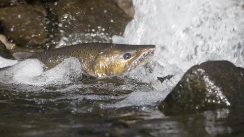 Salmon Under Waterfall in Eagle Creek, Oregon Stock Footage 345369954