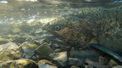 Salmon Underwater in Eagle Creek, Oregon Stock Footage 345369926