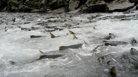 Salmon in the water, ready to go upstream against the stream to spawn. Vidéo 244368043