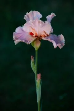 Salmon white iris in the soft warm sunset light Foto stock