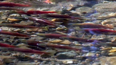 Salmon006 Stock Footage 243443646