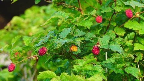 Salmonberries in Alaska Video stock 79173010