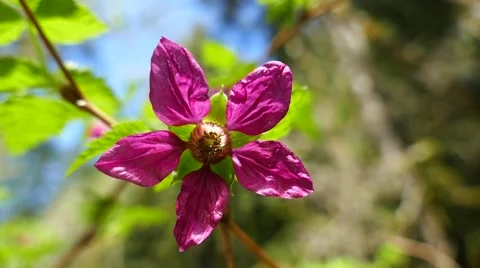 Salmonberry blossom Stock Footage