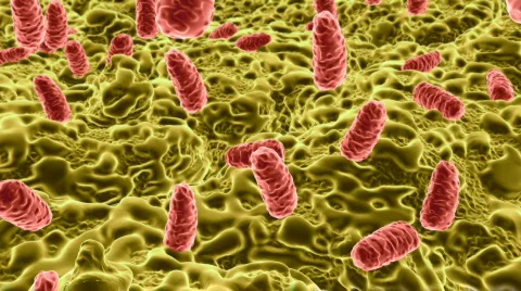 Salmonella 01 Stock Footage 374596