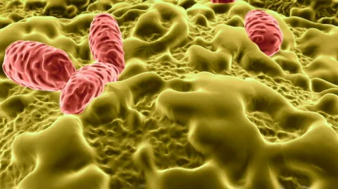 Salmonella 02 Stock Footage 374689