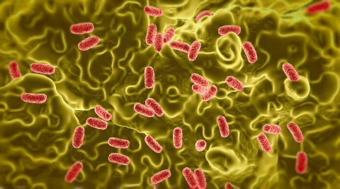 Salmonella 03 Stock Footage 374670