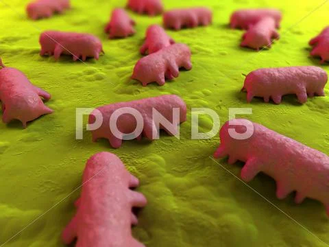 Salmonella bacteria, artwork Stock Illustration