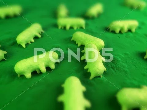 Salmonella bacteria, artwork Stock Illustration