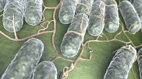 Salmonella bacteria Vidéo 24738657