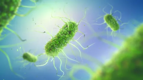 Salmonella bacteria Stock Footage 220875953