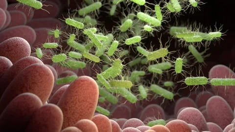 Salmonella Bacteria Stock Footage 241394885