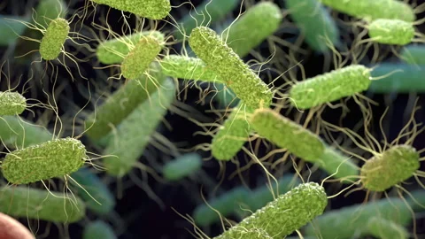 Salmonella Bacteria Stock Footage 241731240