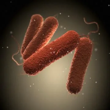 Salmonella Bacteria Stock-Illustration