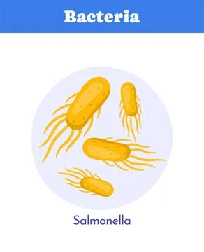 Salmonella bacteria vector illustration. Vector illustration 스톡 일러스트