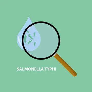 Salmonella Typhi bacterium causing of typhoid fever. Stock Illustration