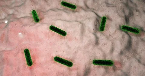 Salmonella typhi Illustrazione stock