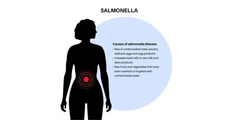 .Salmonella Typhimurium Cells Stock Illustration