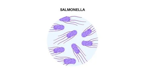 .Salmonella Typhimurium Cells Stock Illustration