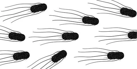 .Salmonella Typhimurium Cells Stock Illustration