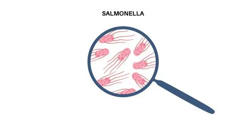 .Salmonella Typhimurium Cells Stock Illustration