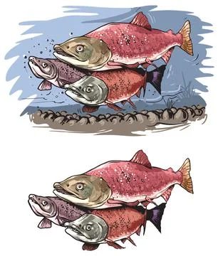 Salmons fish Stock Illustration