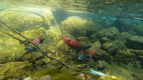 Salom Spawning Stock Footage 118566997