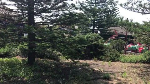 Salou, Spain, A tree in a forest Stock Footage 134043189