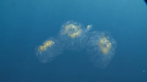 Salp in Blue Water Video stock 79297624