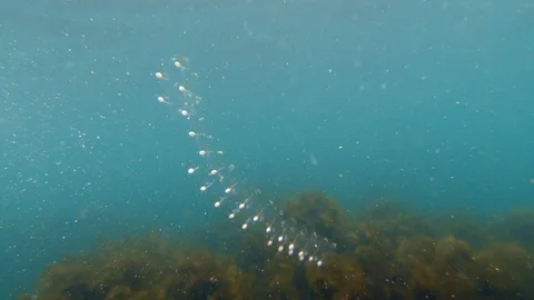 Salp (tunicate) chain floating in clear blue water Stock Footage 95031348