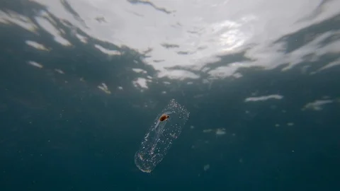 Salp (tunicate) floating in clear blue water Stock Footage 95031195