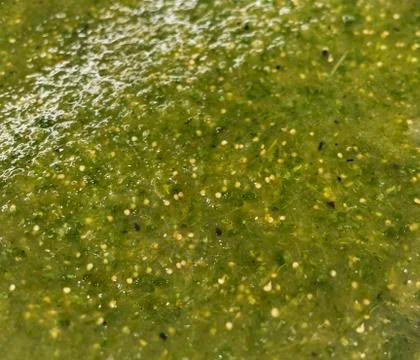 Salsa Verde Foto stock