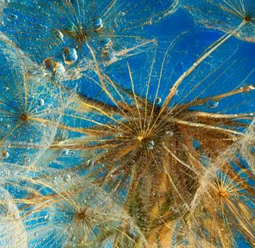 Salsify flower on a beautiful background Stock Photos