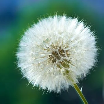 A salsify flower grows in a field Stock Photos