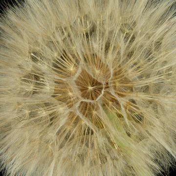 A salsify flower grows in a field Stock Photos
